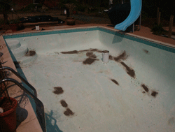 pool_repair