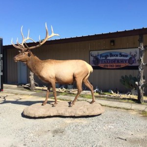 Sider-TXT - rock creation with taxidermy mount-photo 3